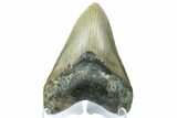 Fossil Megalodon Tooth - North Carolina #165428-2